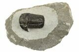 Bargain, Gerastos Trilobite Fossil - Morocco #193935-2